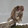 冬の動物園