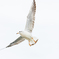 野鳥撮影へのトライ