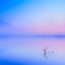 in the dream