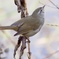 これから鳴く練習