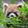 レッサーパンダ