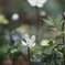 春を告げる花