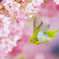 河津桜とメジロさん