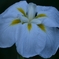 菖蒲