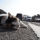 のらねこ2