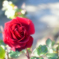 薔薇