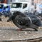 ふくら鳩