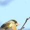 カワラヒワ