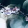 冬の桜