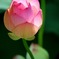 蓮の花