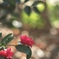 木陰の山茶花