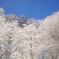 回想７　新雪鮮やか