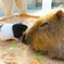 動物園
