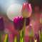 IMG_5652-200mm-F2,8-250126-Luminar Neo..
