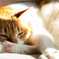ひなたぼっこする猫