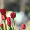 135mm 比較 AiS f2.8　＠f2.8