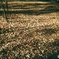 上野公園の落ち葉