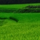 緑深まる