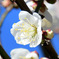 庭に咲いた白梅の花