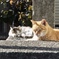 ねこ
