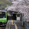 201系と桜