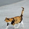 漁港の猫