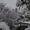 今年初の雪