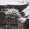 降り続いてます