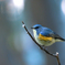 blue spotlight