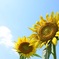 夏がきた