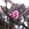 桜咲く