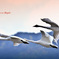 Swans in Shinjiko 2025 - 8
