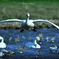 Swans in Shinjiko 2025 - 9
