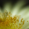 サボテンの花