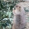 かわいいやつ