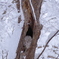 静かな雪