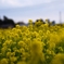 菜の花