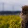 菜の花