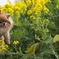 菜の花