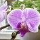窓辺の花