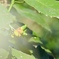 Z50_9242