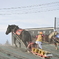 先馬を追う