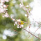 十月桜にメジロ　Ⅱ