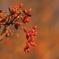 Viburnum dilatatum