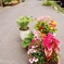 The potted plant which there is in the s