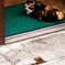 Cat of the entrance