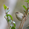 鳴かせてみせる？