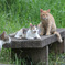 Family Cat