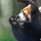 レッサーパンダ