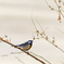 シジュウカラ   　IMG-250205